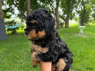 Mini Aussiedoodle dogs Lollipop - Ad 1