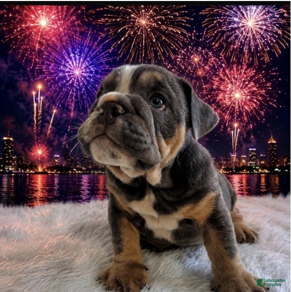 English Bulldog dogs for sale: Tank_Male - Ad 2