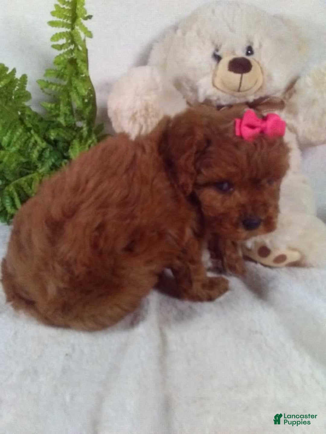 Cavapoo dogs for sale: Jana - Ad 5