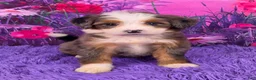 Mini Bernedoodle dogs for sale: Natalie - Ad 5