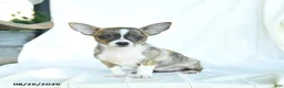 Chihuahua dogs for sale: Jelly Bean - Ad 4