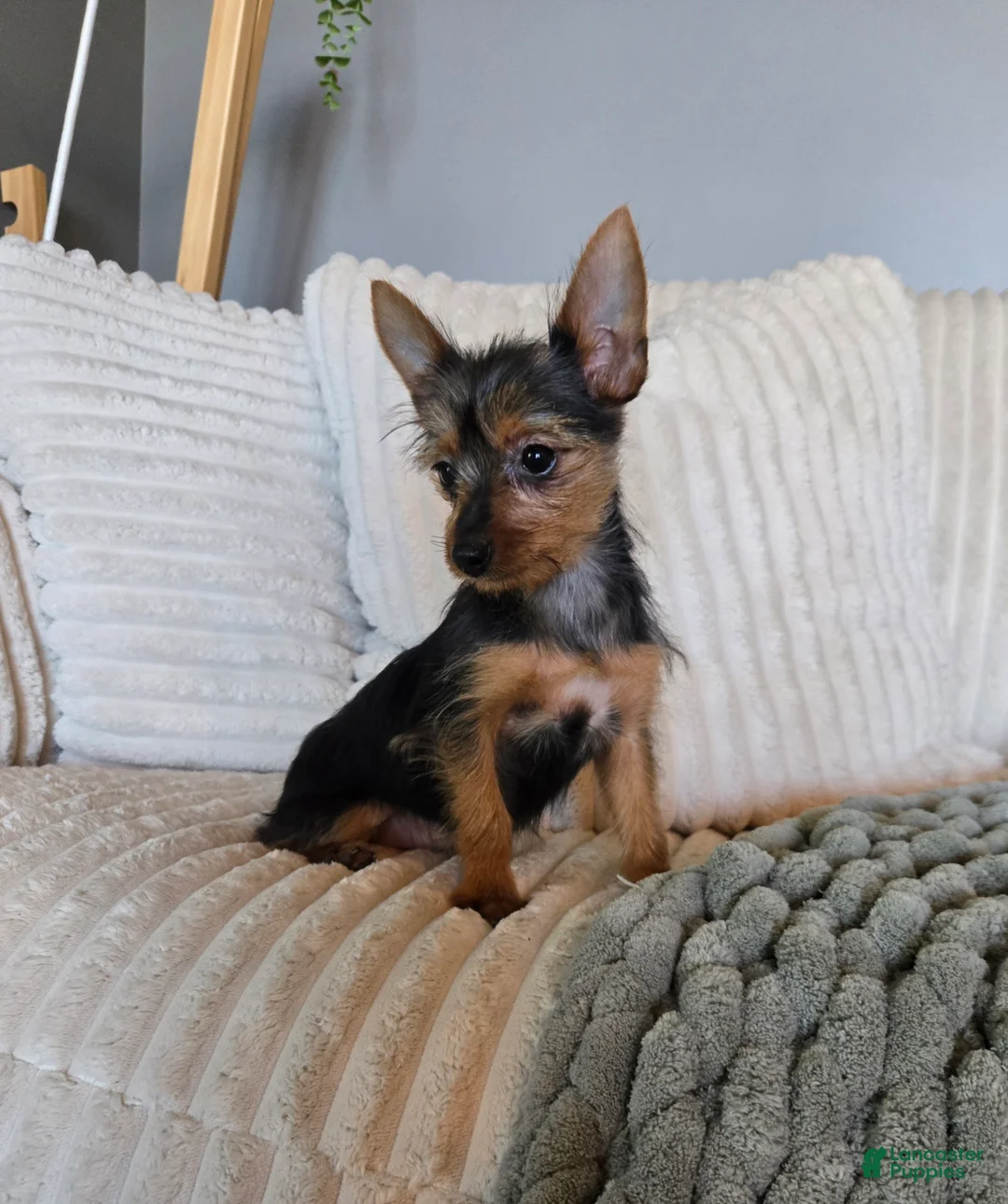Yorkshire Terrier dogs for sale: Yorkshire Terrier Puppy 1 - Ad 6