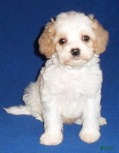 Cockapoo dogs Darby - Ad 2