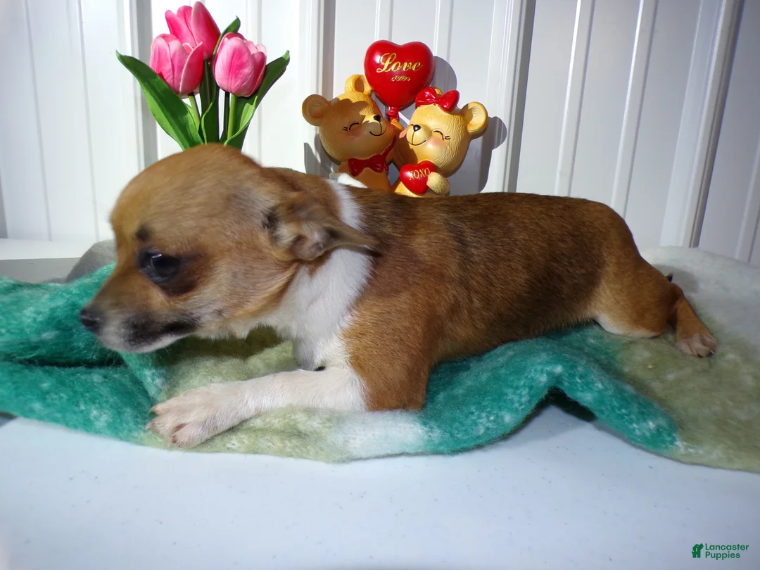 Chihuahua dogs for sale: Chihuahua Puppy 1 Tiny - Ad 3