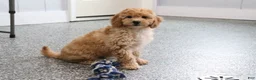 Mini Goldendoodle dogs for sale: Frankie - Ad 3
