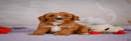 Cavapoo dogs for sale: Landon - Ad 2