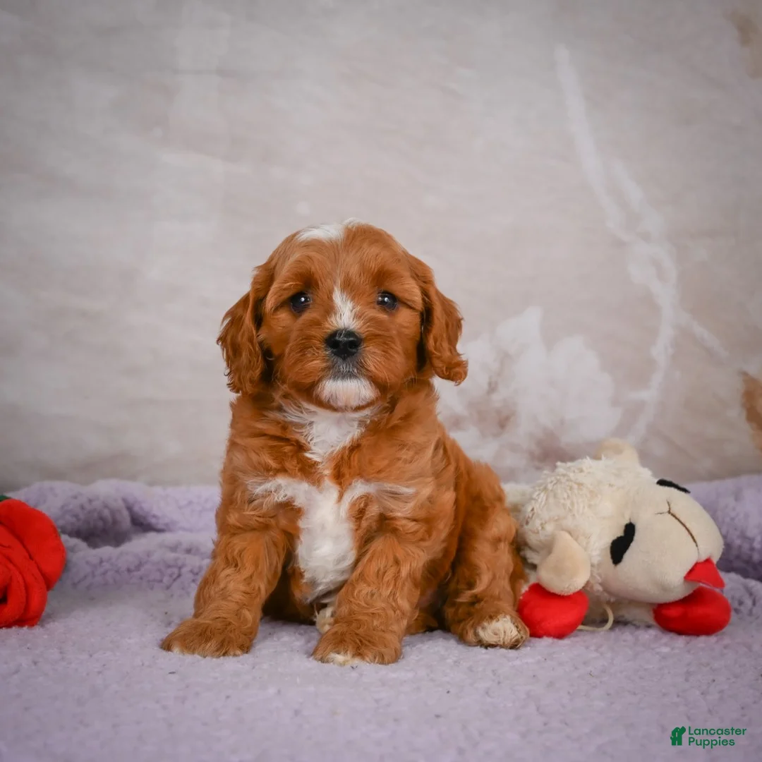 Cavapoo dogs for sale: Landon - Ad 2