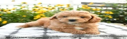 Bichpoo dogs for sale: Asher - Ad 3