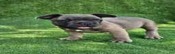French Bulldog dogs for sale: Gator - Ad 3