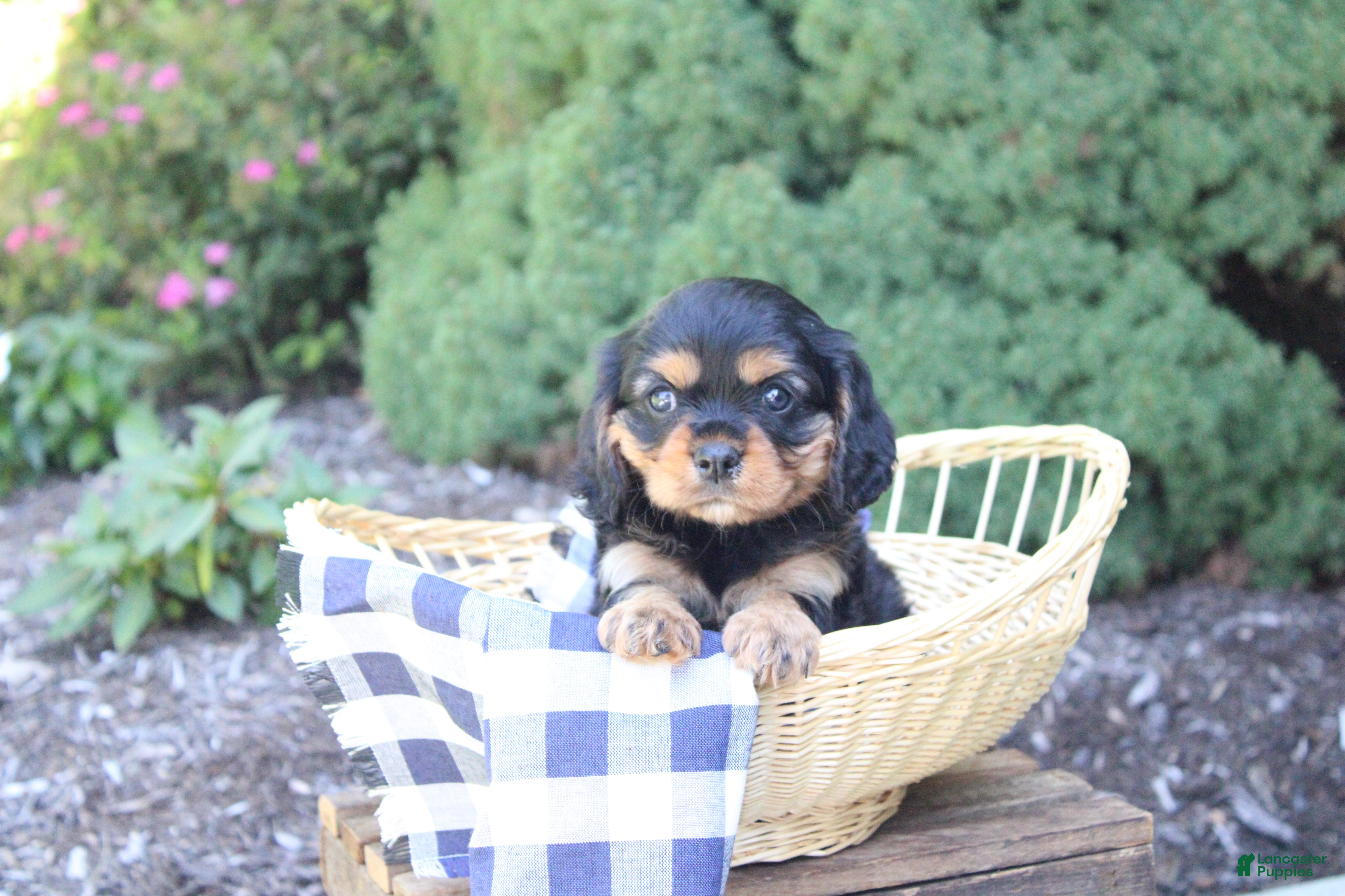 Cavalier King Charles Spaniel dogs Boston - Ad 2