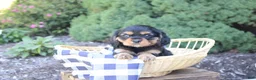 Cavalier King Charles Spaniel dogs for sale: Boston - Ad 2