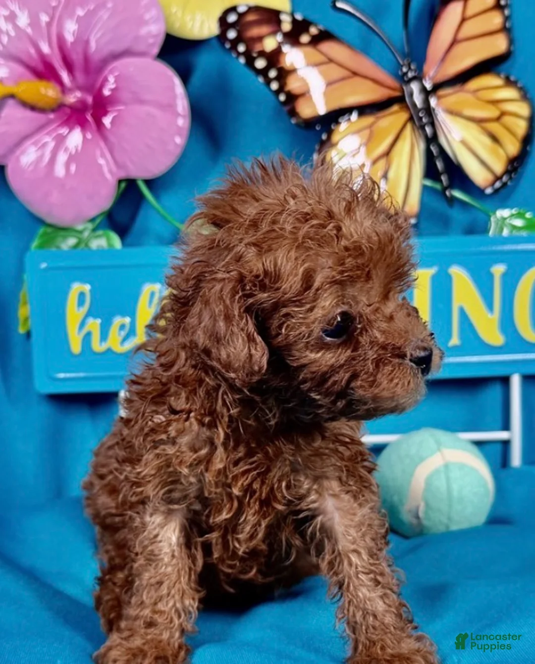 Toy Poodle dogs for sale: Max - Ad 2