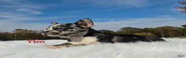 Tim