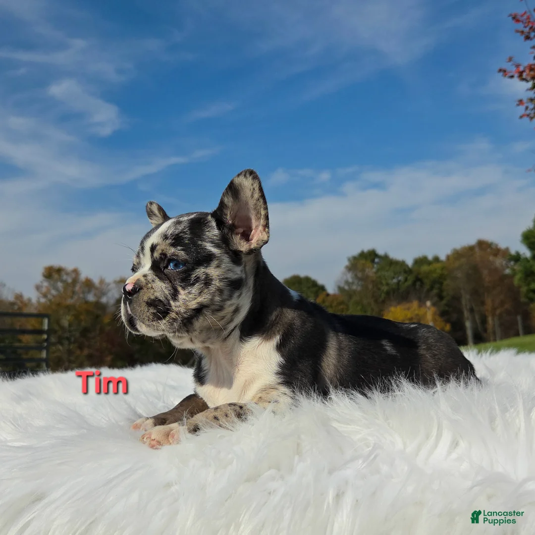 Mixed Breed dogs for sale: Tim - Ad 1