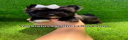 Yorkshire Terrier dogs for sale: Yorkshire Terrier 1 - Ad 9