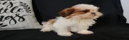 Shih Tzu dogs for sale: Buddy - Ad 15