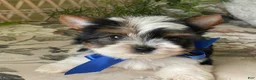 Biewer Terrier dogs for sale: Whisper - Ad 9