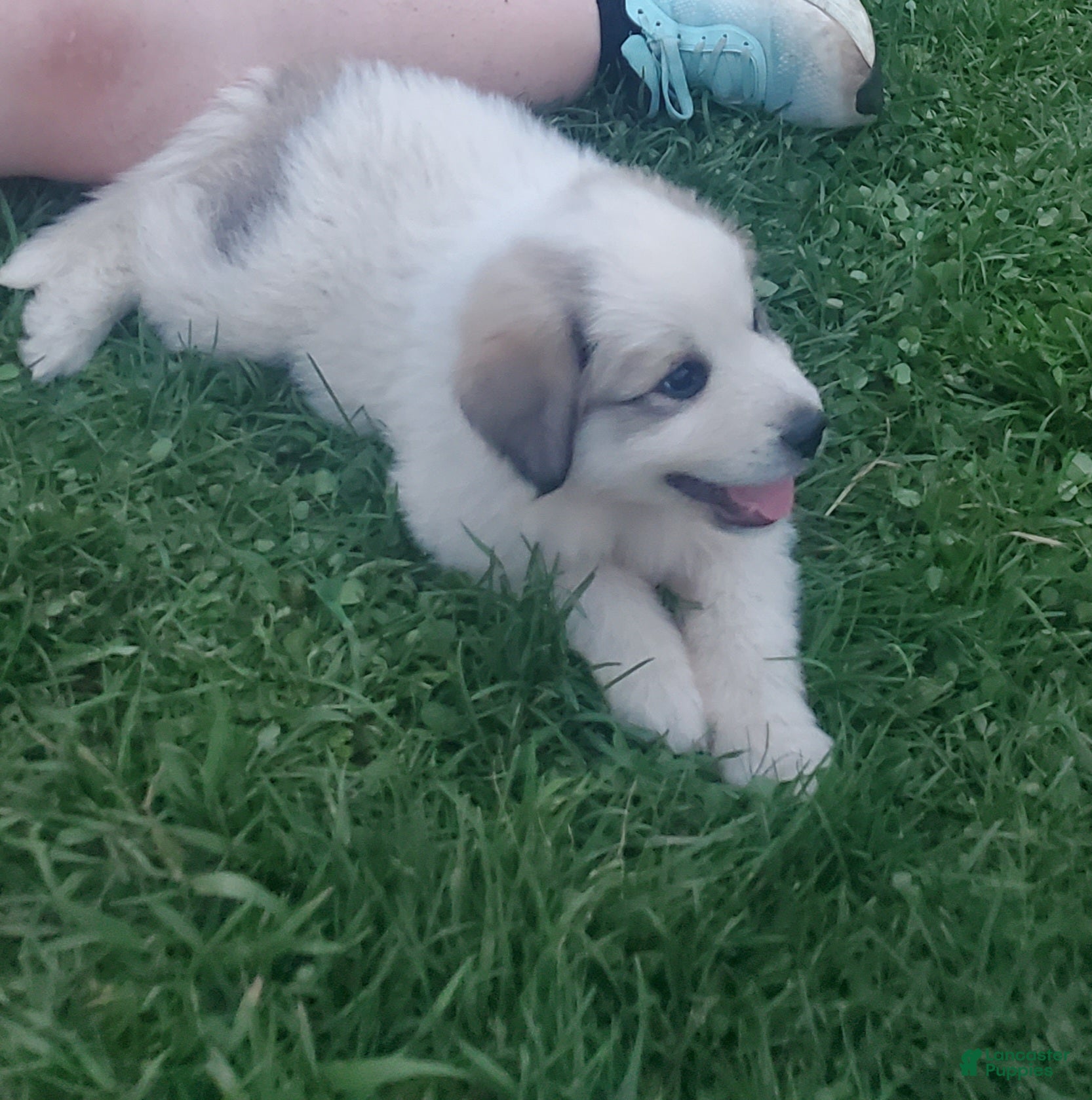 Great Pyrenees dogs Great Pyrenees Puppy 3 - Ad 11