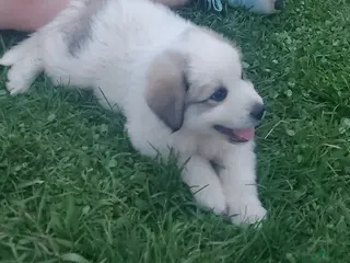 Great Pyrenees dogs Great Pyrenees Puppy 3 - Ad 11