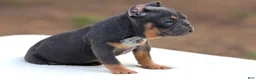 American Bully dogs for sale: Blue Tri - Ad 4
