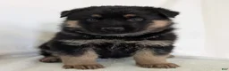 German Shepherd dogs for sale: Mason  - Ad 6