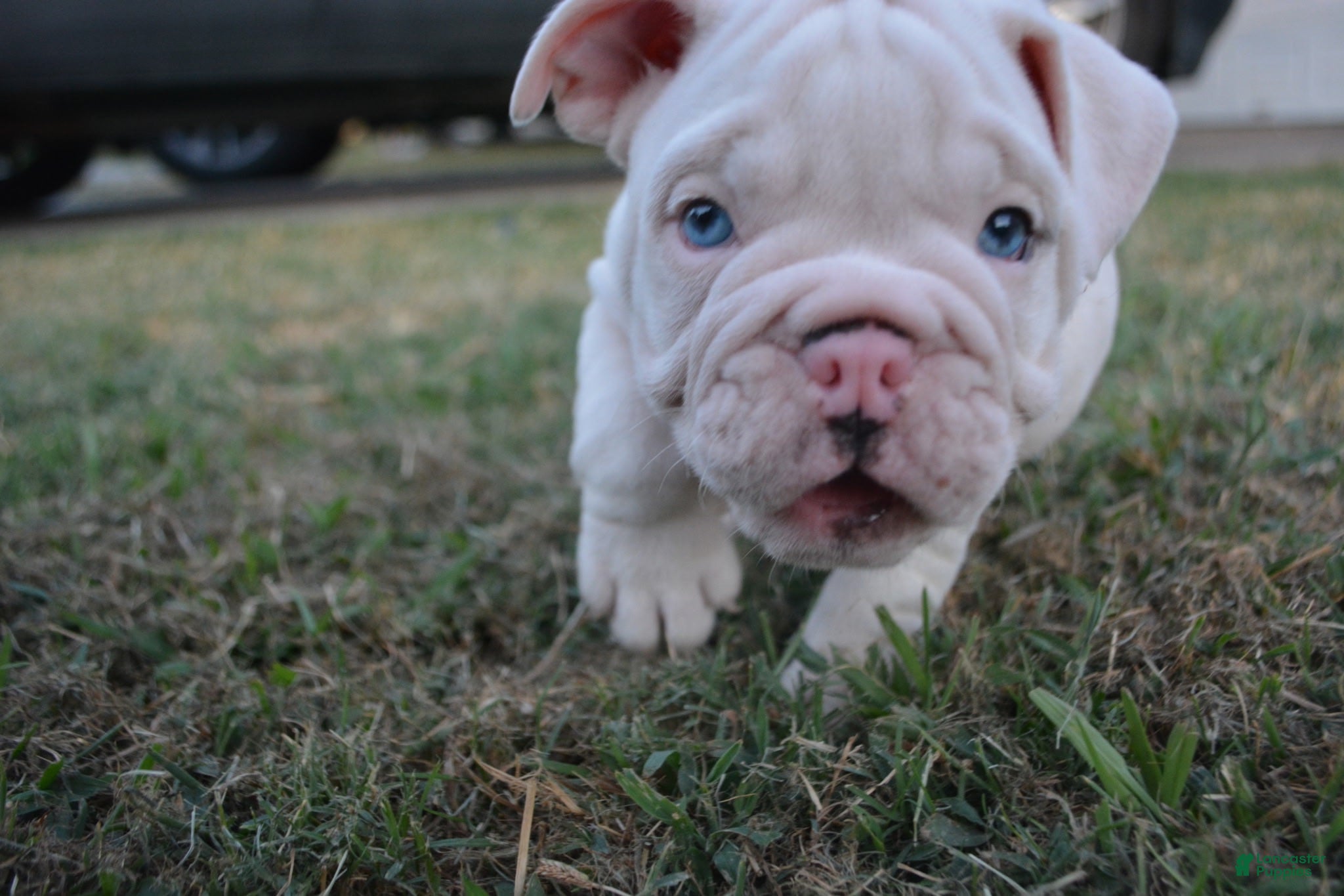 English Bulldog dogs Ghost - Ad 2