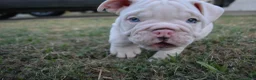 English Bulldog dogs for sale: Ghost - Ad 2