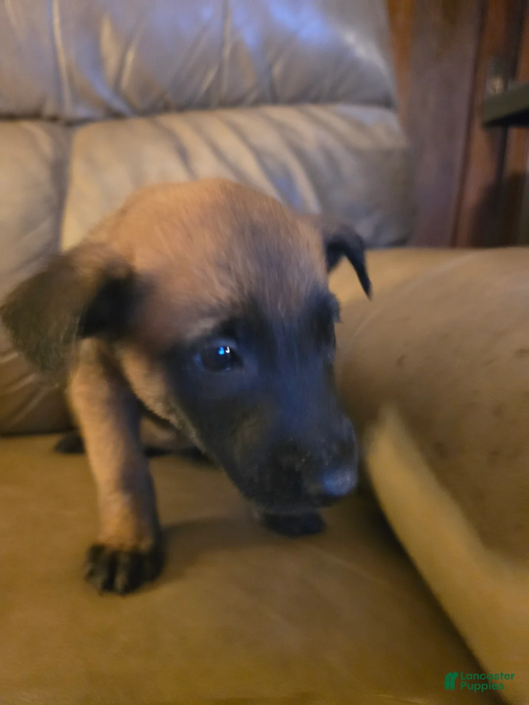 Belgian Malinois dogs for sale: Belgian Malinois 5 (yellow) - Ad 2