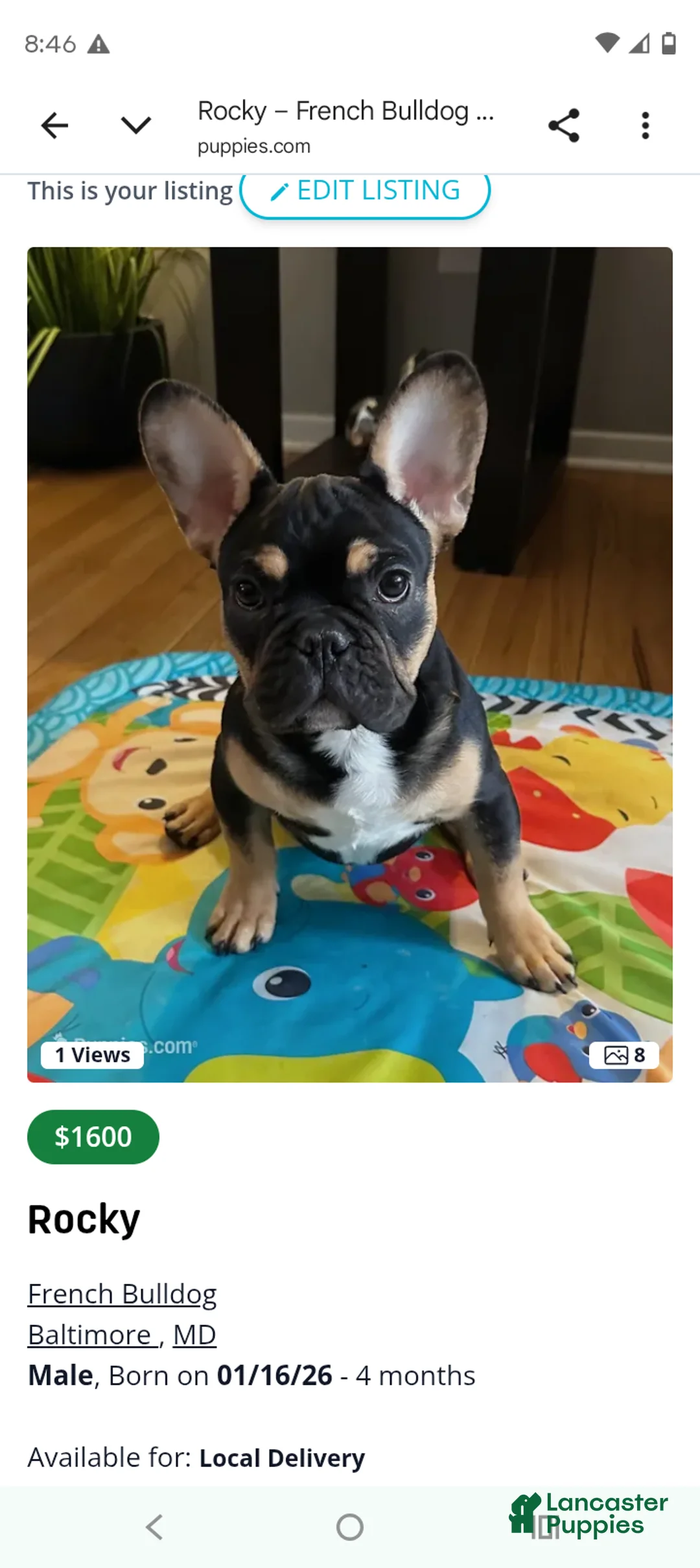 French Bulldog dogs for sale: French Bulldog Puppy 1 - Ad 6