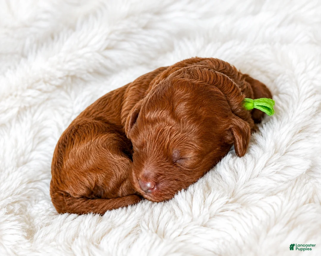 Cockapoo dogs for sale: Boone - Ad 2