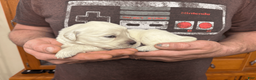 Golden Retriever dogs for sale: Golden Retriever Puppy 1 - Ad 3