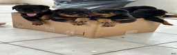 Rottweiler dogs for sale: Rottweiler 2 - Ad 3
