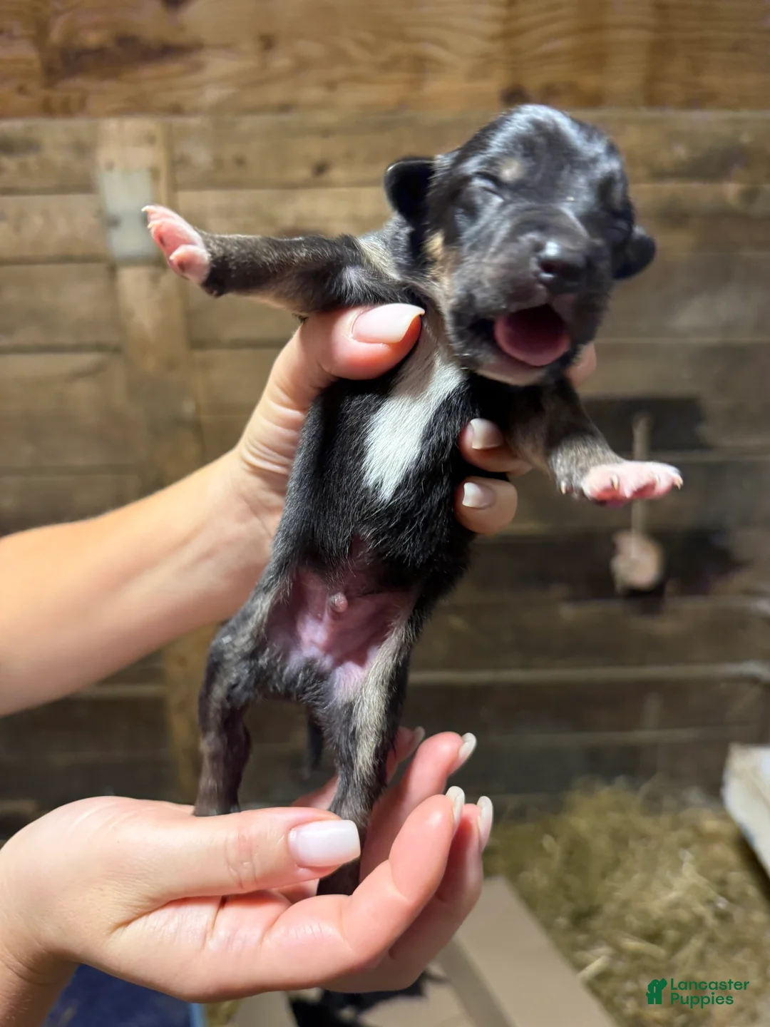 Australian Shepherd dogs for sale: Australian Shepherd 6 - Ad 1