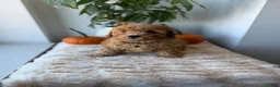 Mini Goldendoodle dogs for sale: Hermes - Ad 6