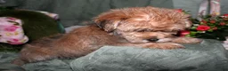 Morkie dogs for sale: Moses - Ad 4