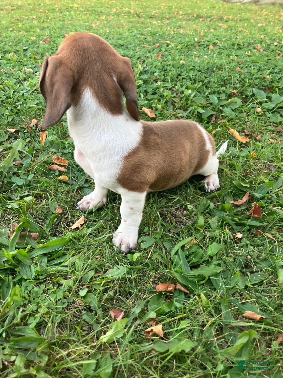 Miniature Dachshund dogs for sale: Akc Leo - Ad 6
