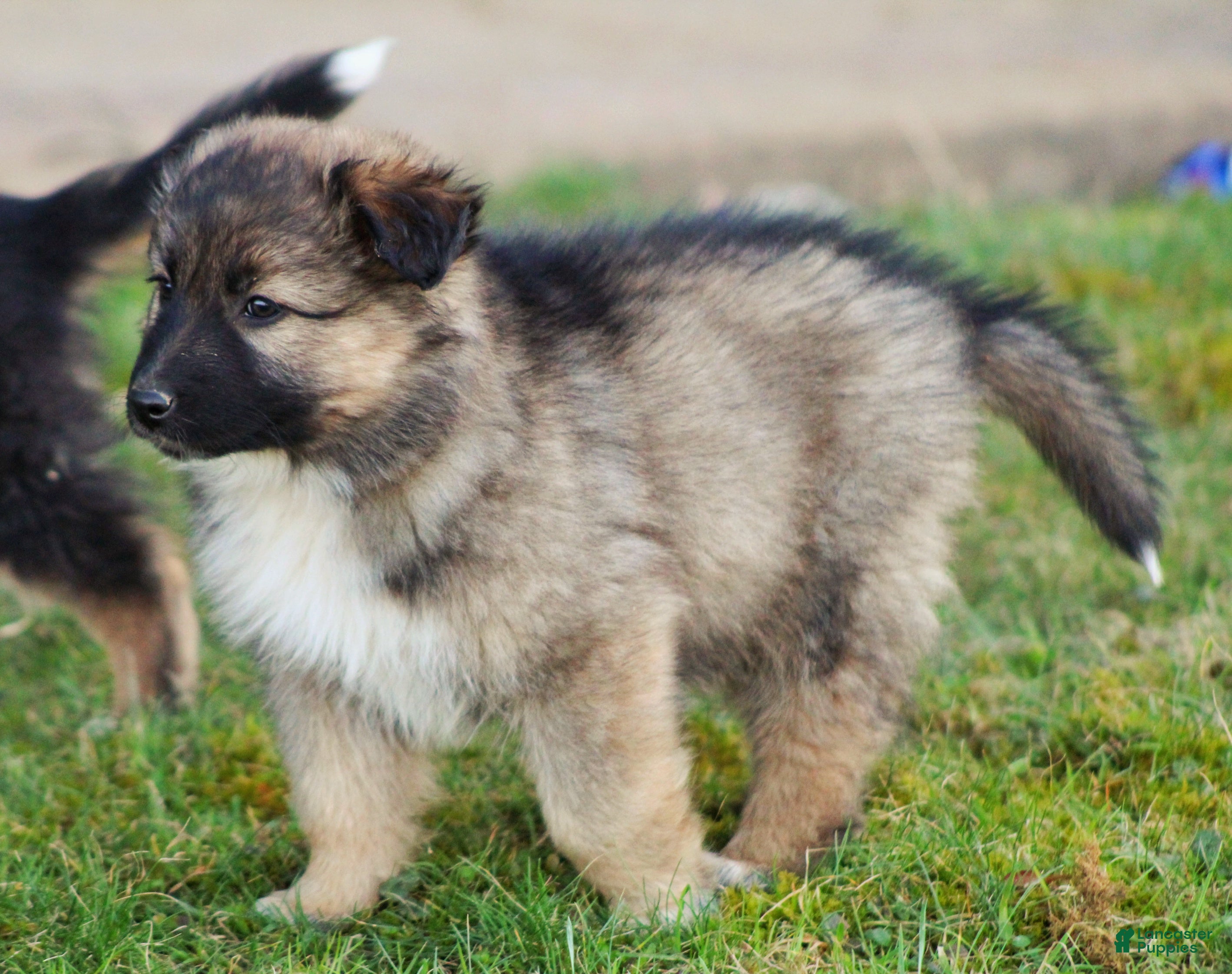 Mixed Breed dogs Coop - Ad 1