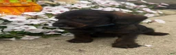 Mixed Breed dogs for sale: Lady - Ad 3