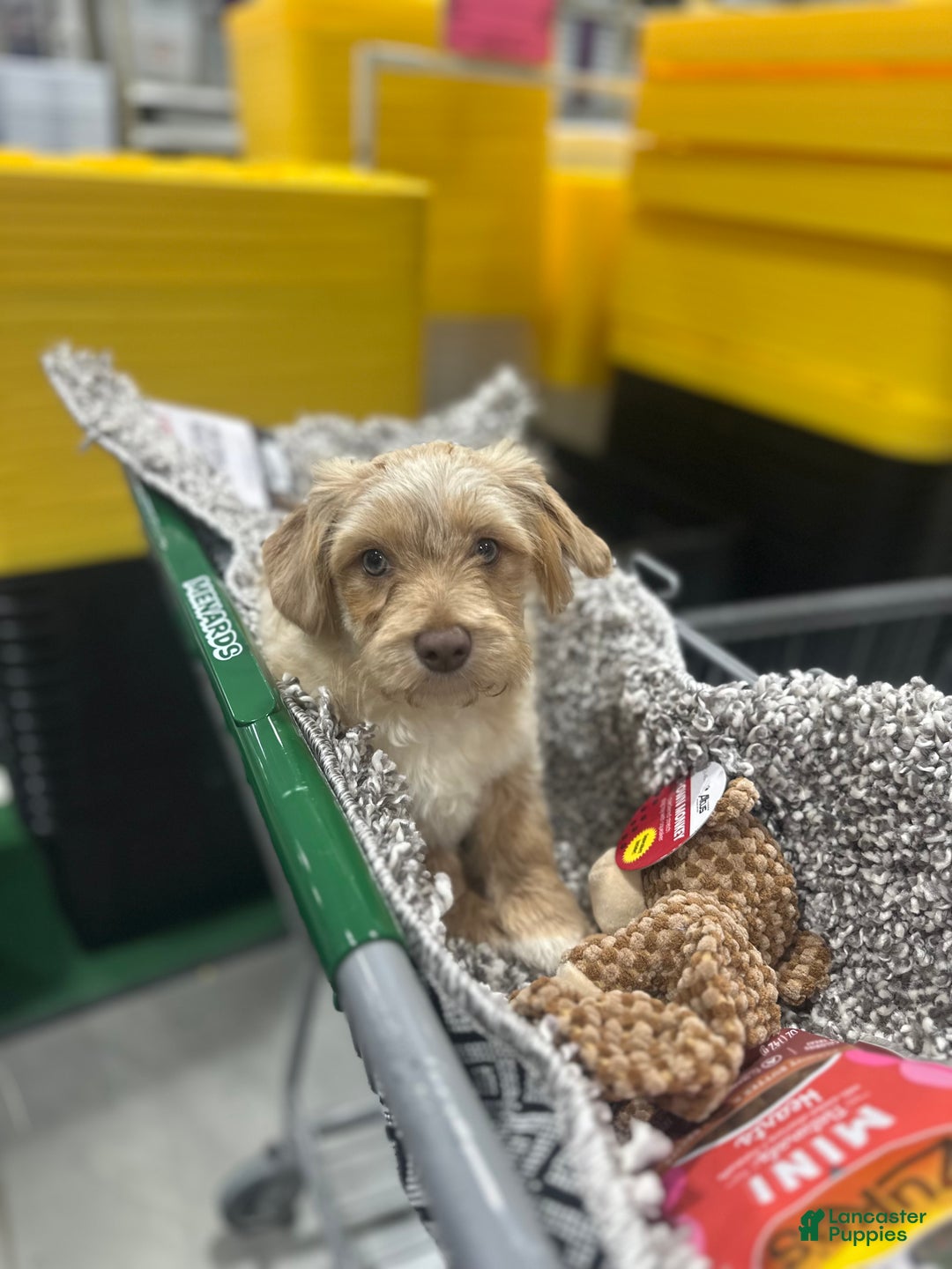 Maltipoo dogs for sale: Mr Rollie - Ad 16