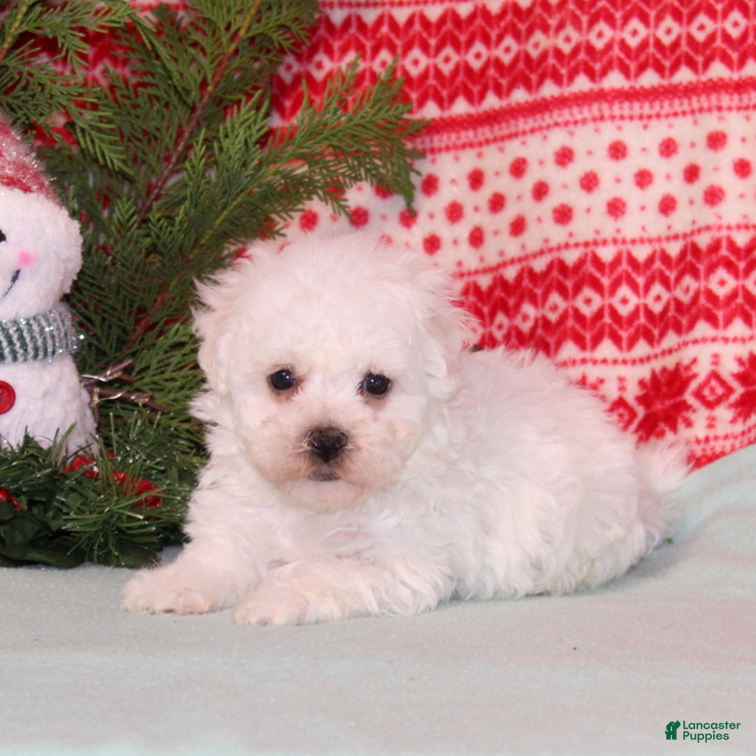 Bichon Frise dogs for sale: Watson - Ad 2