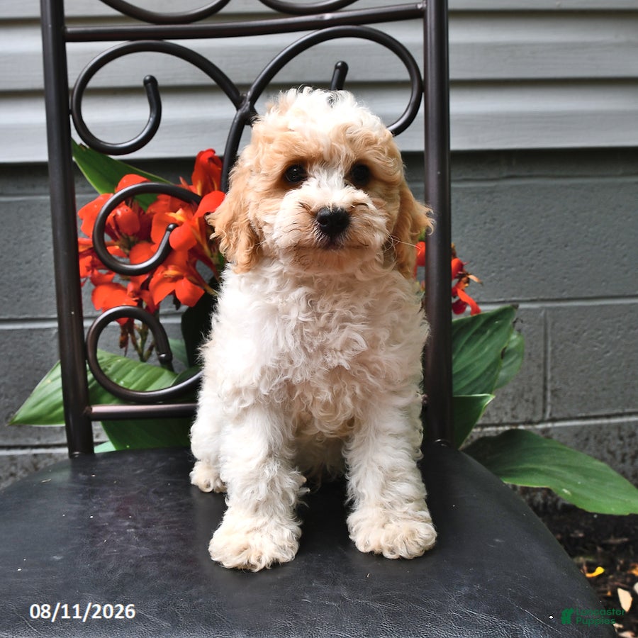 Cockapoo dogs Justin - Ad 1