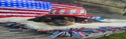 Dachshund dogs for sale: Charlie - Ad 1