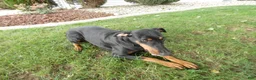 Doberman Pinscher dogs for sale: Doberman Pinscher 1 Baxter - Ad 7