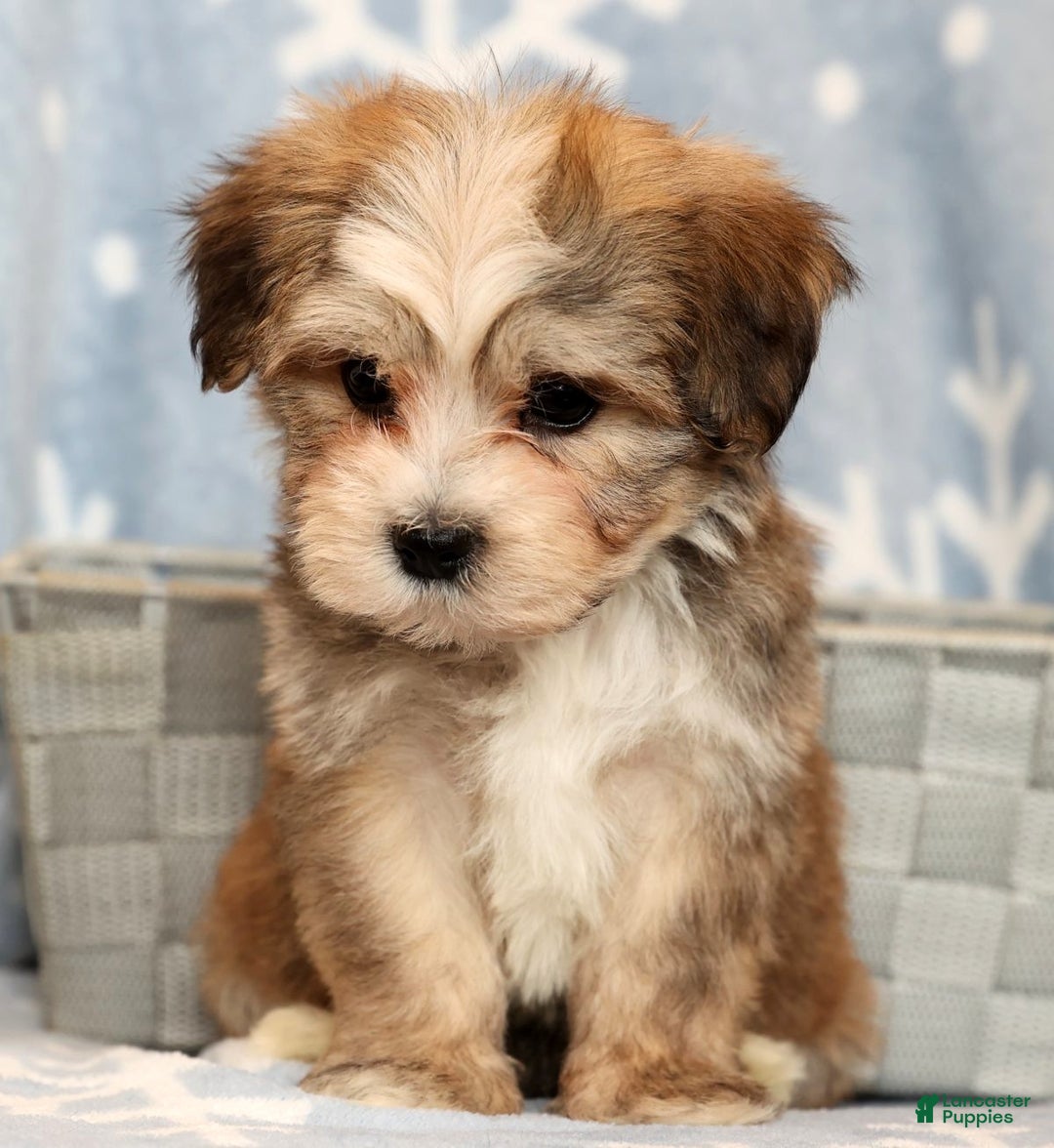 Yochon dogs for sale: Ollie - Ad 8