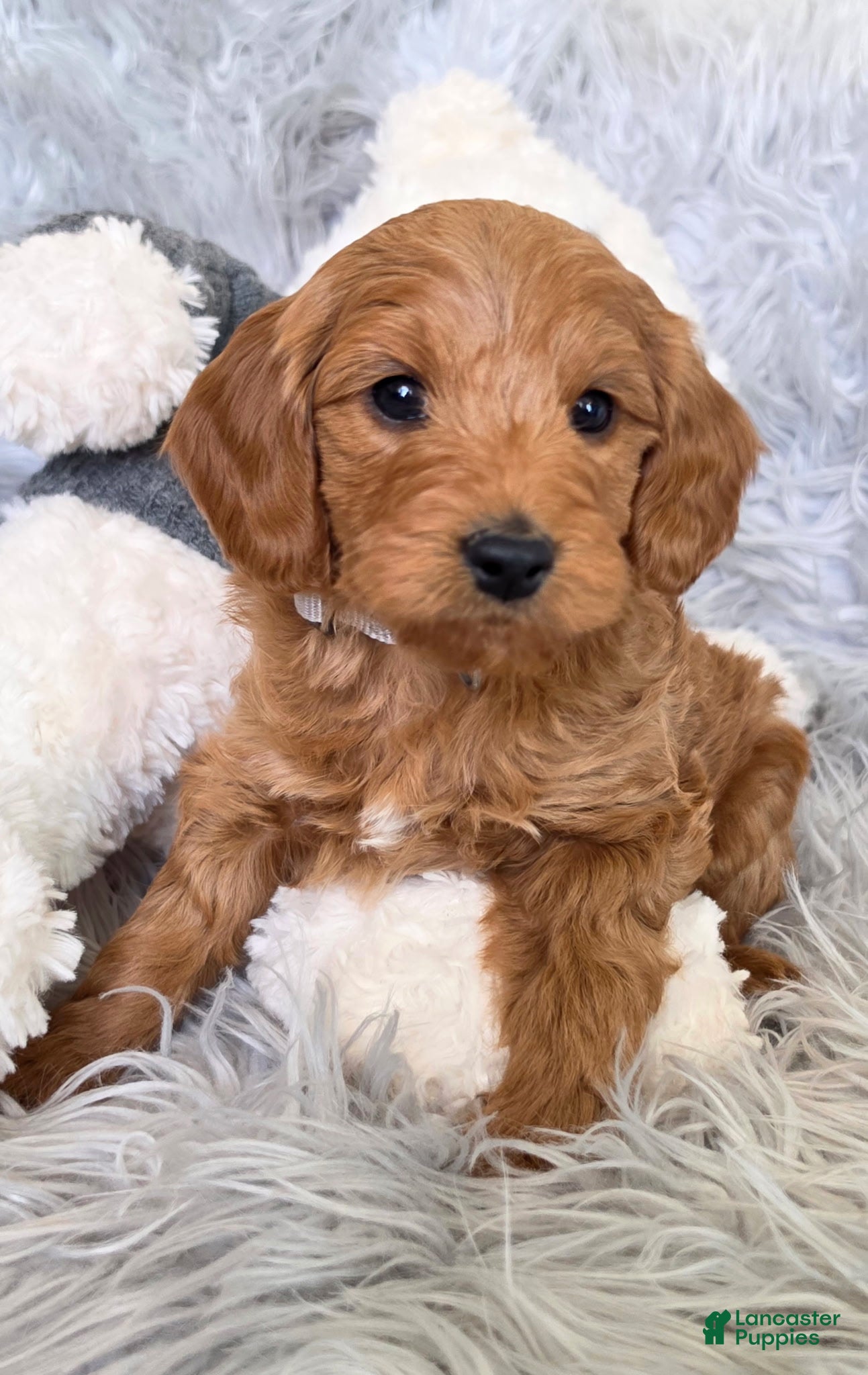 Mini Goldendoodle dogs Capricorn - Male - Ad 1
