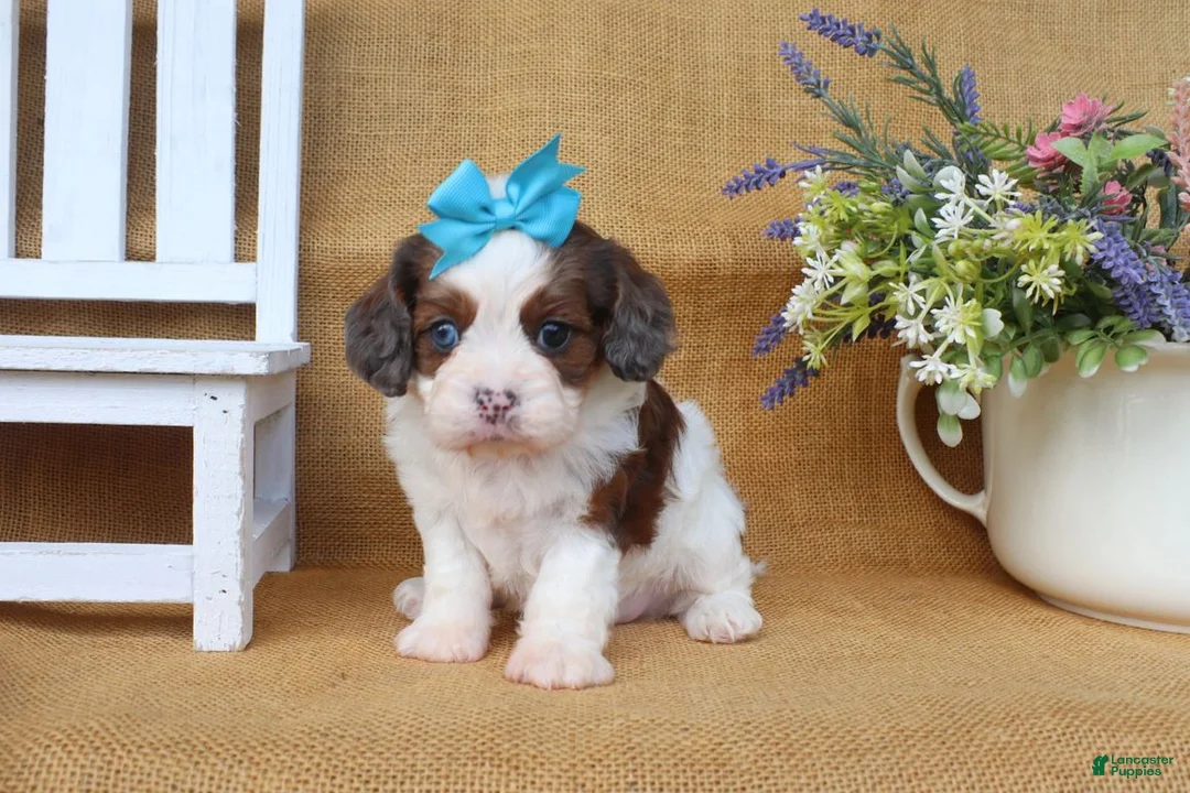 Cavapoo dogs for sale: Daisy - Ad 2