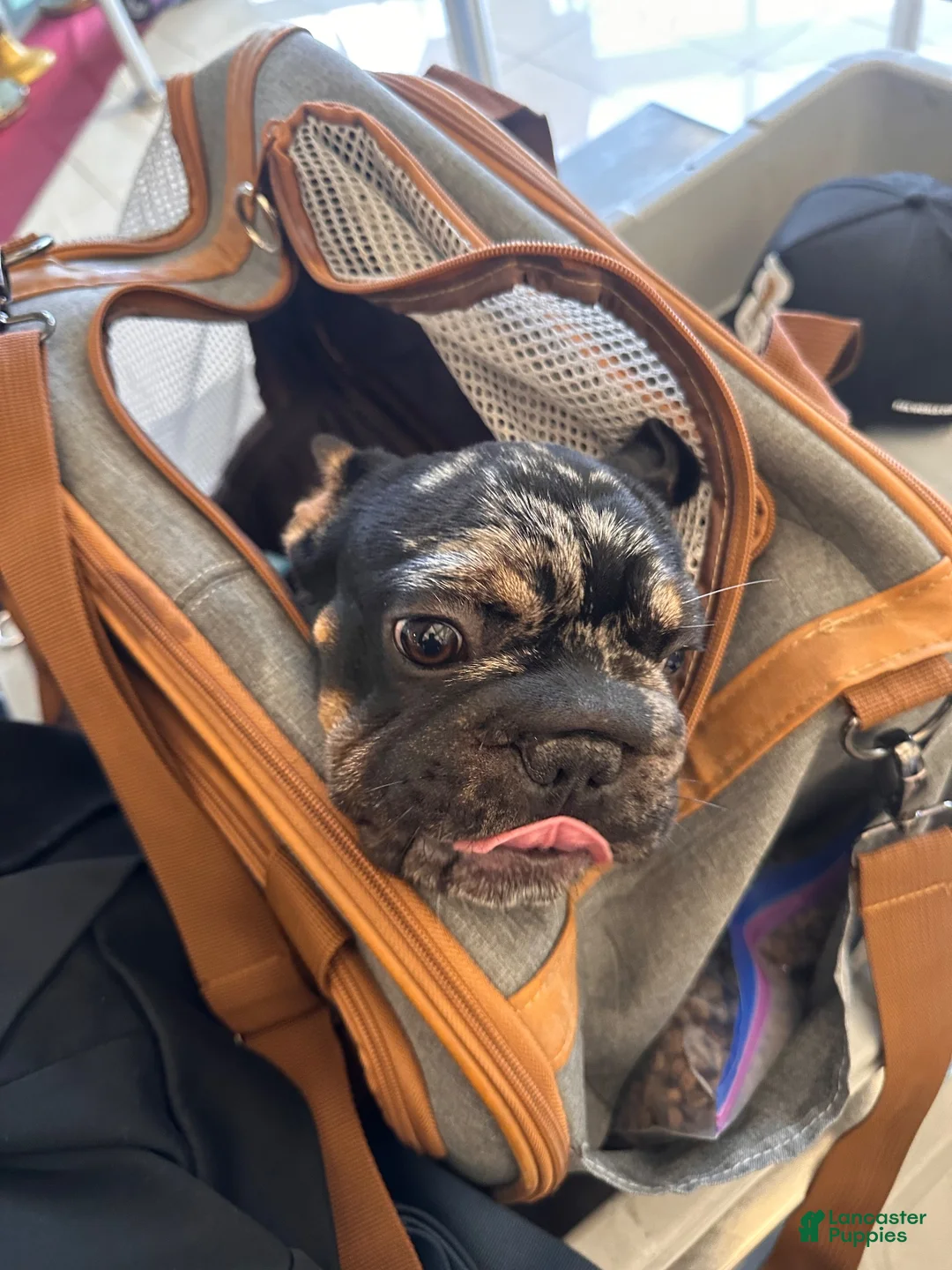 French Bulldog dogs for sale: French Bulldog 1 - Ad 2