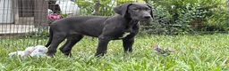 Great Dane dogs for sale: Pam Great Dane  - Ad 4