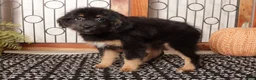 Mini Aussiedoodle dogs for sale: Amber Perfect Mini Aussie Poo  - Ad 1