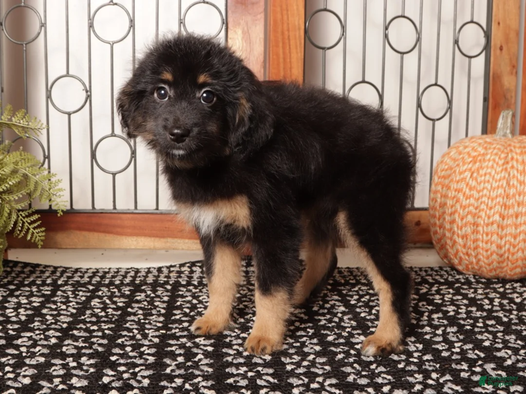 Mini Aussiedoodle dogs for sale: Amber Perfect Mini Aussie Poo  - Ad 1
